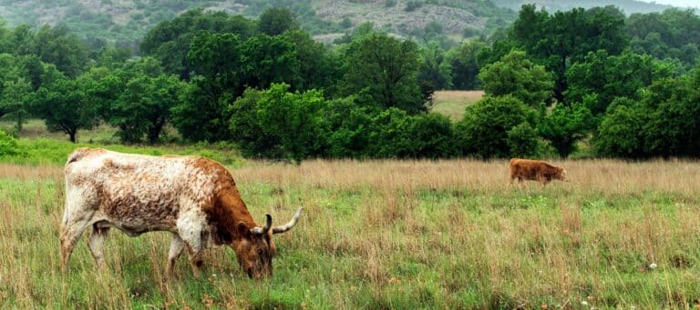 boerne texas cattle grazing