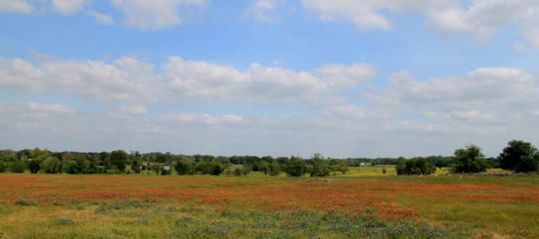 helotes texas field of wild flowers