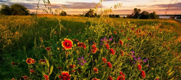 wide shot of flowers in a field at sunset