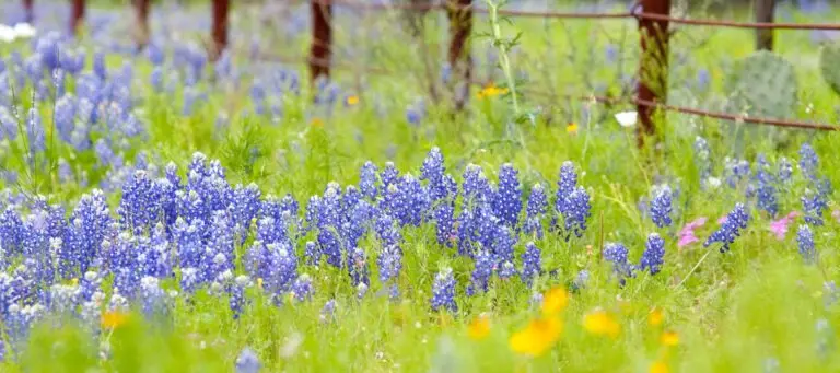 closeup of a field of bluebonnets