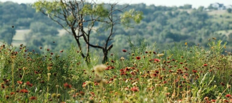 Texas wildflowers in bloom with a scenic hill country landscape in the background