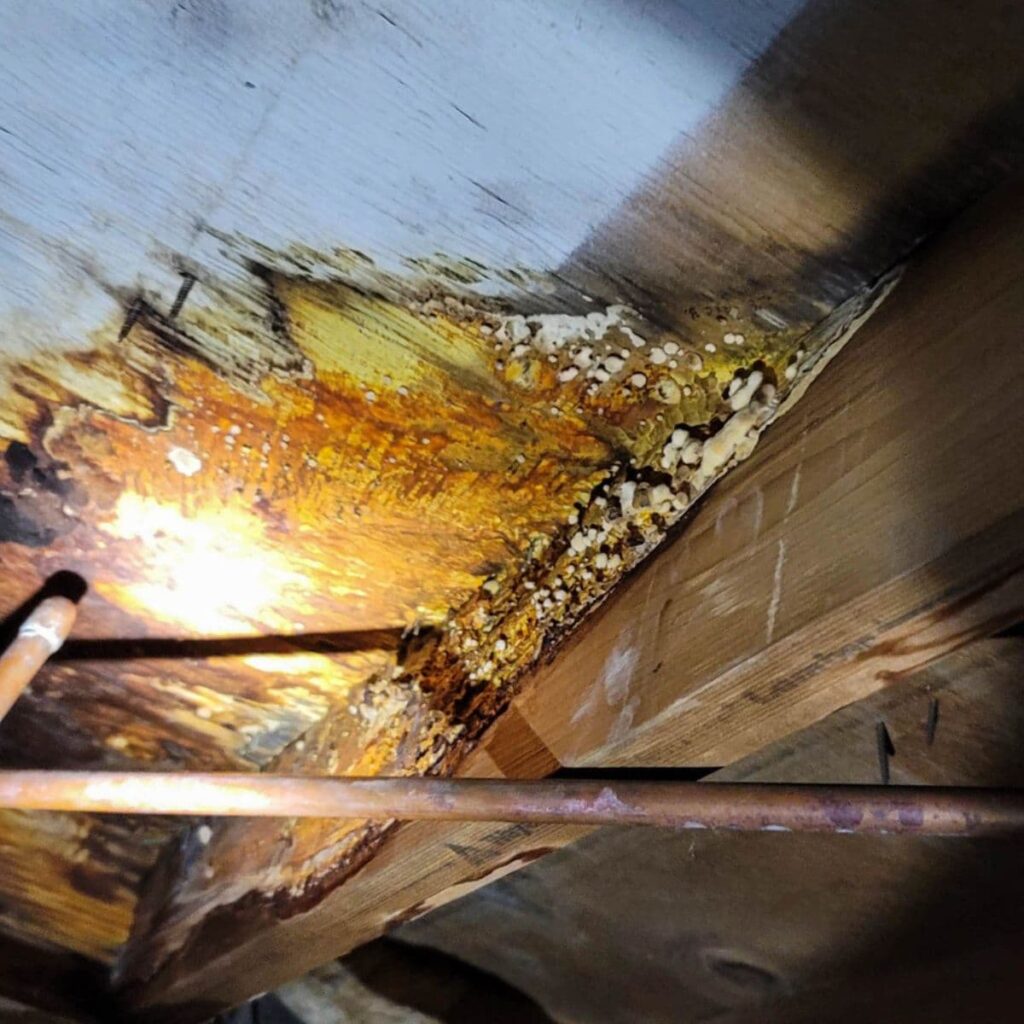 Close-up view of severe wood rot and mold growth on floor joists in a crawl space