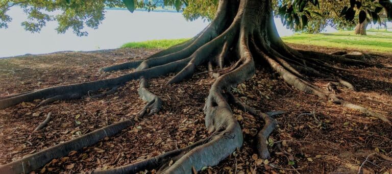 Can Tree Roots Damage Foundations?