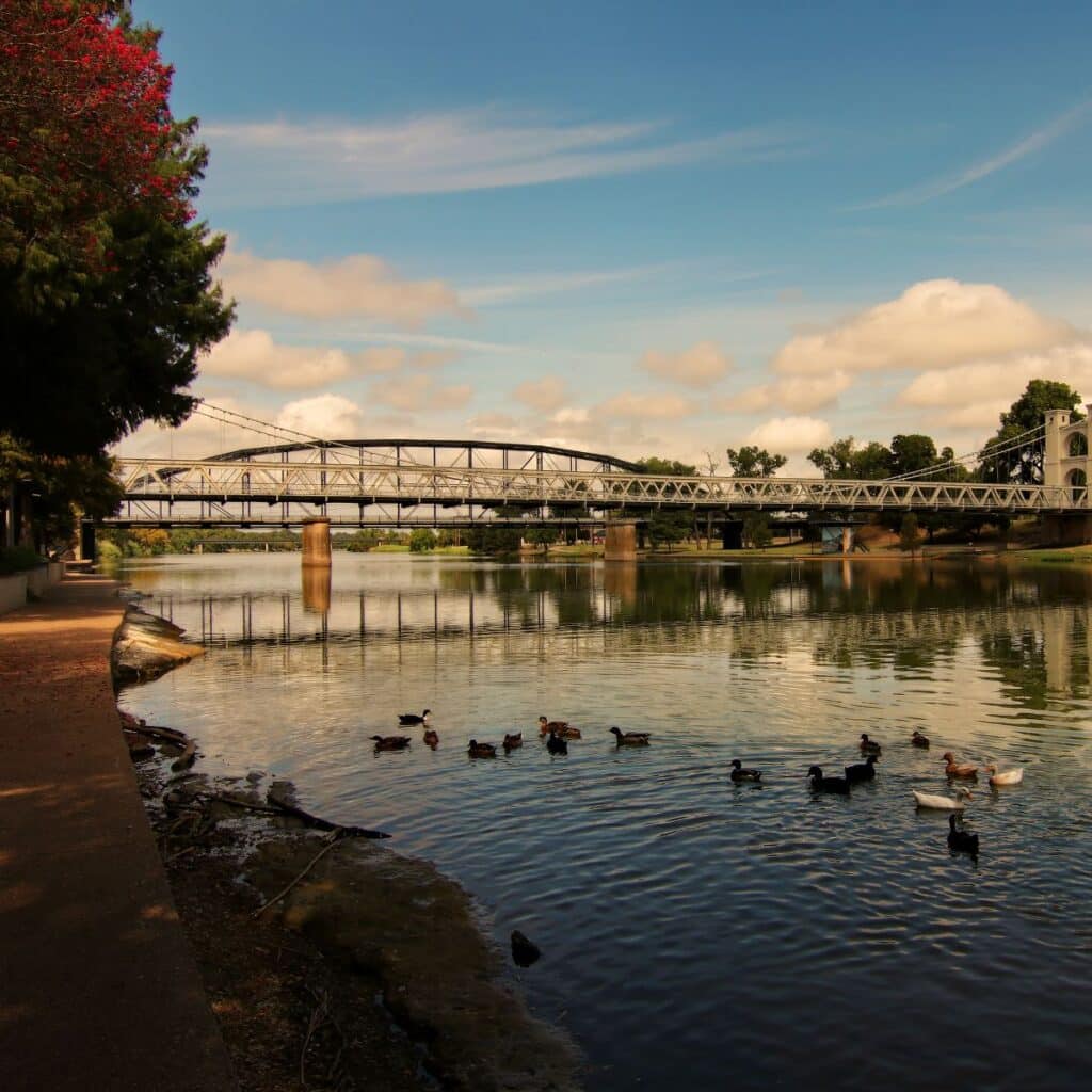 Ducks swim in the Brazos River near the historic suspension bridge in Waco, Texas